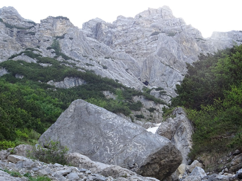 mai vista tanta bellezza !!!!! (Megalodon sp.)